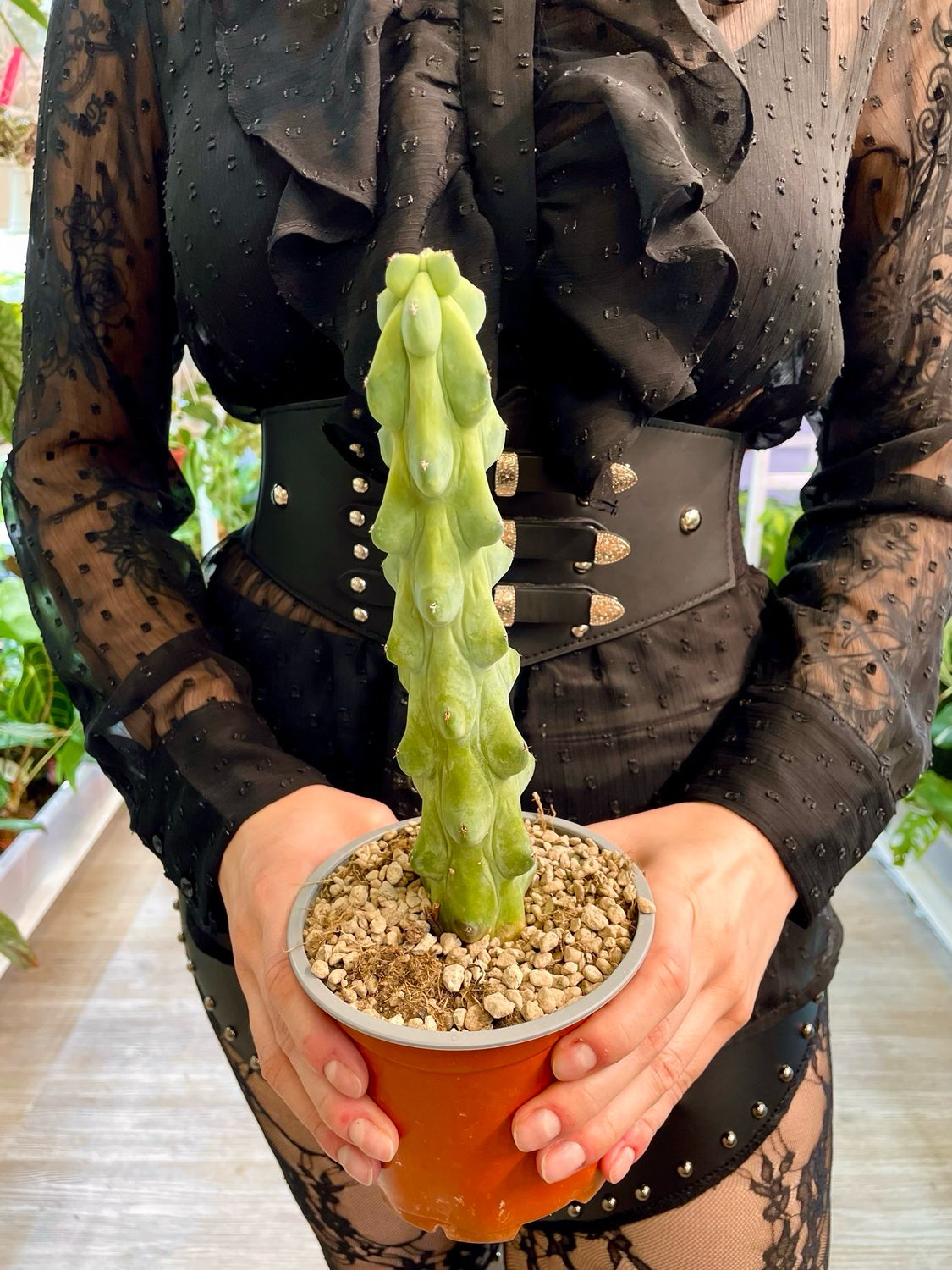 Boobie Cactus-Myrtillocactus geometrizans fukurokuryuzinboku XL