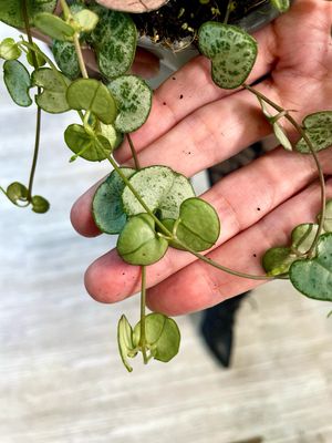 Ceropegia woodii Silver Glory String of Hearts (Niz Srca) fi9