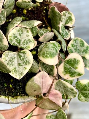 Ceropegia woodii variegata String of Hearts (variegirani Niz Srca) fi9