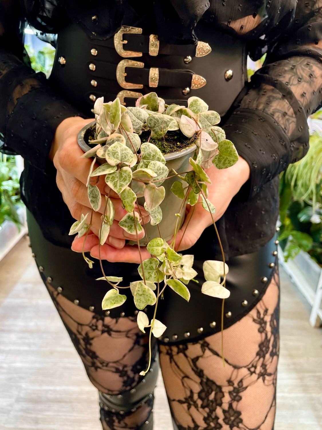 Ceropegia woodii variegata String of Hearts (variegirani Niz Srca) fi9