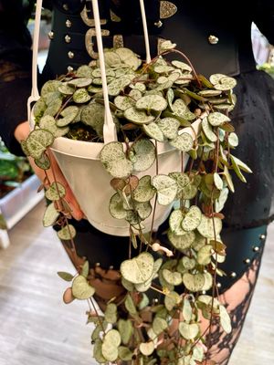 Ceropegia woodii Silver Glory String of Hearts (Niz Srca) visilica fi14