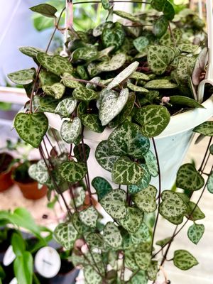 Ceropegia woodii String of Hearts (Niz Srca) visilica fi14