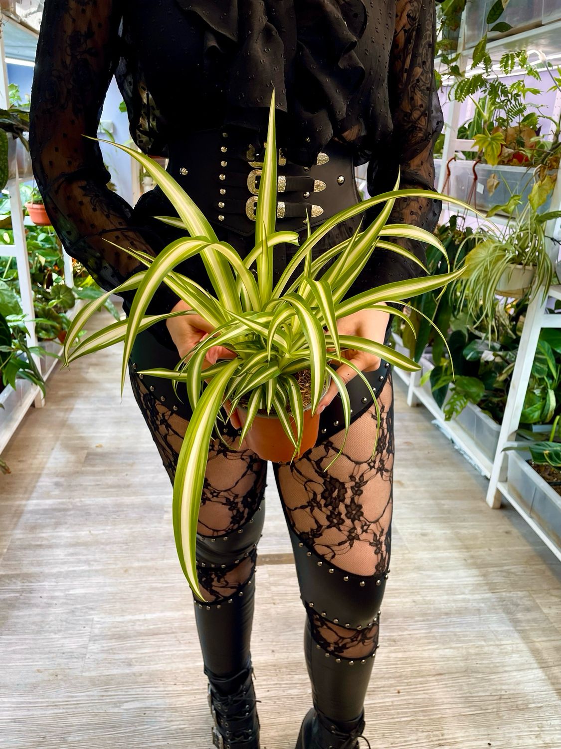Chlorophytum Variegata spider plant (pauk biljka/zeleni ljiljan) fi12