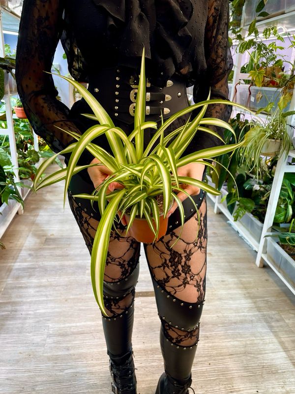 Chlorophytum Variegata spider plant (pauk biljka/zeleni ljiljan) fi12