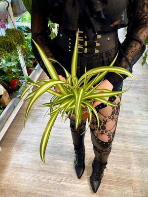 Chlorophytum Variegata spider plant (pauk biljka/zeleni ljiljan) fi12