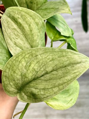Scindapsus Pictus Silver Hero fi12