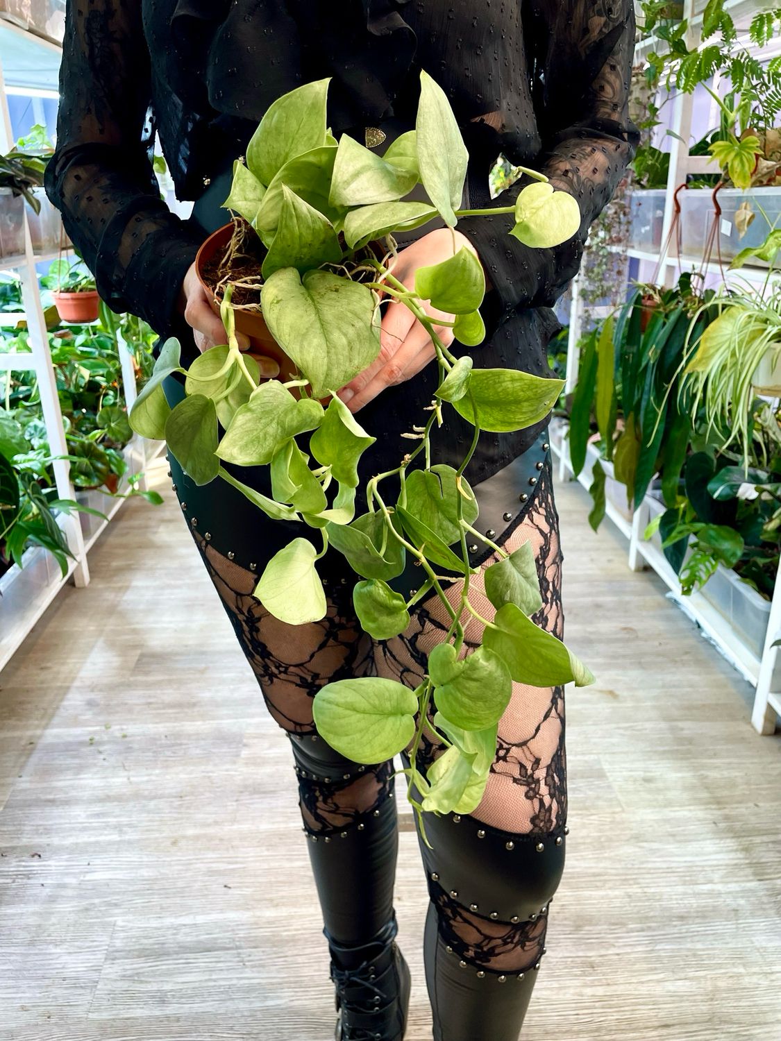 Scindapsus Pictus Silver Hero fi12