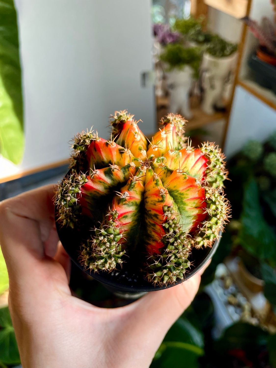 Gymnocalycium Japan ‘Multicolor’ variegirani kaktus