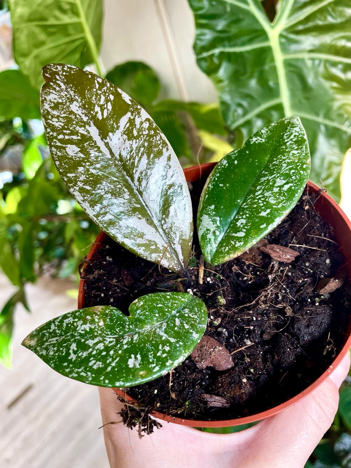 Hoya carnosa stardust fi10,50