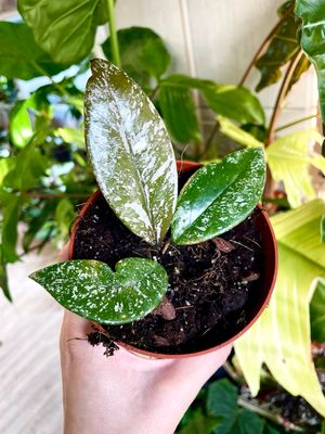 Hoya carnosa stardust fi10,50