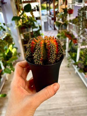 Gymnocalycium Japan ‘Multicolor’ variegirani kaktus