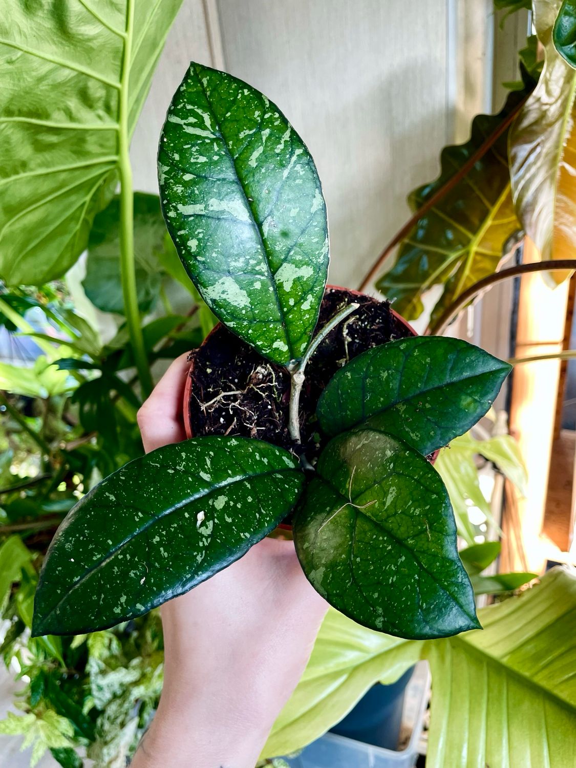 Hoya crassipetiolata Splash fi10,50