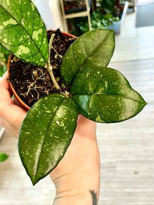Hoya crassipetiolata Splash fi10,50