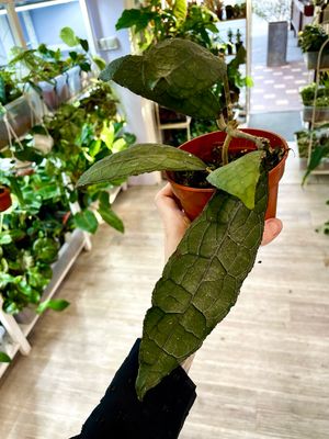 Hoya Clemensiorum Sumatra fi10,50