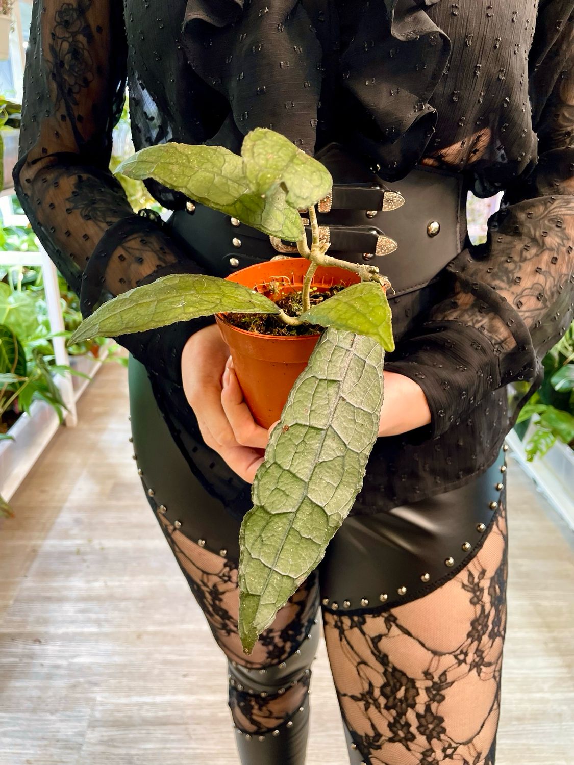 Hoya Clemensiorum Sumatra fi10,50