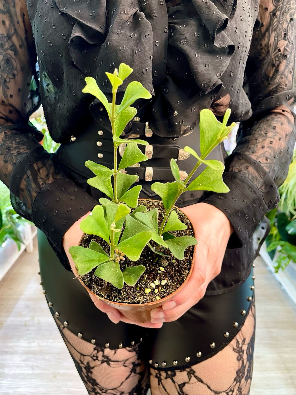 Hoya manipurensis fi12