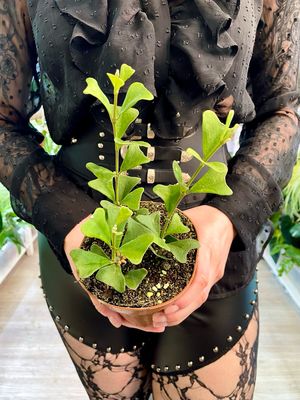 Hoya manipurensis fi12