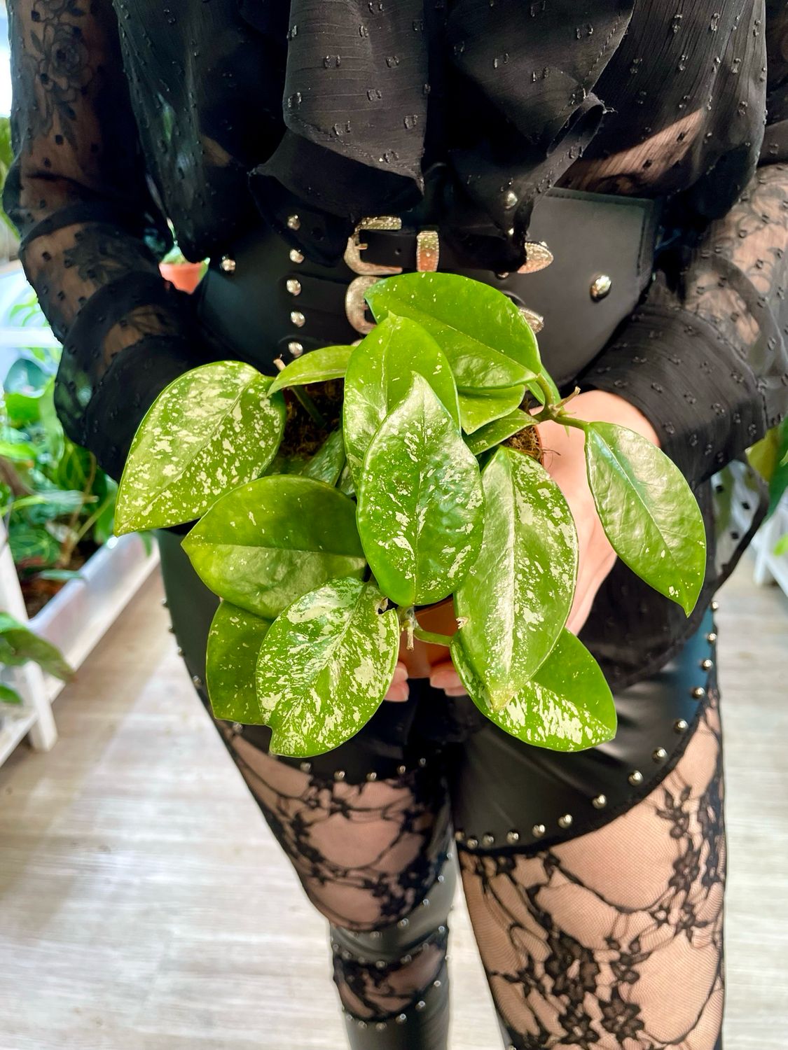 Hoya carnosa Freckles Splash fi12