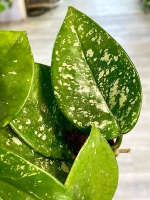Hoya carnosa Freckles Splash fi12