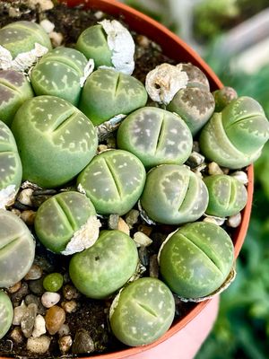 Lithops (green) sukulent živi kamen
