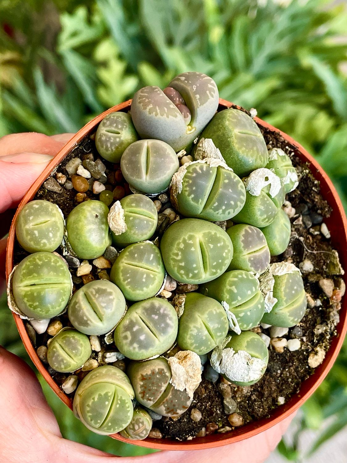 Lithops (green) sukulent živi kamen