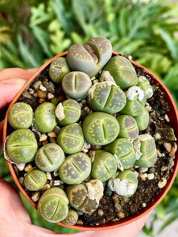 Lithops (green) sukulent živi kamen