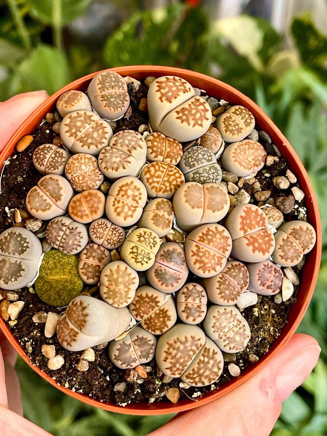 Lithops (orange) sukulent živi kamen