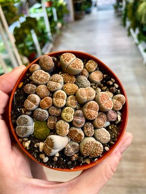 Lithops (orange) sukulent živi kamen