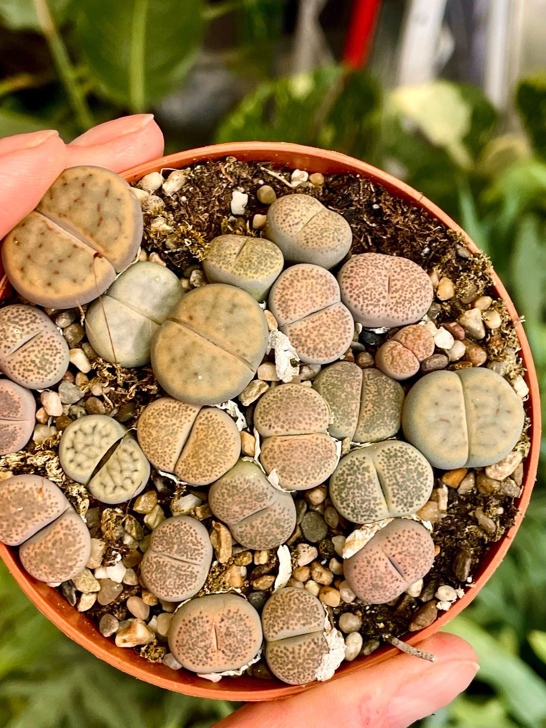 Lithops (grey) sukulent živi kamen