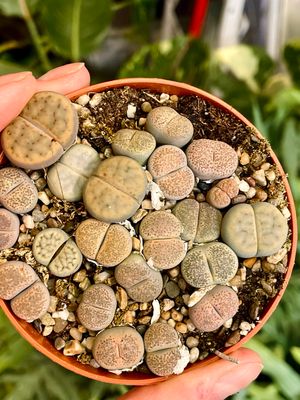 Lithops (grey) sukulent živi kamen
