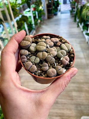Lithops (grey) sukulent živi kamen