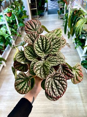 Peperomia Lucinda fi12