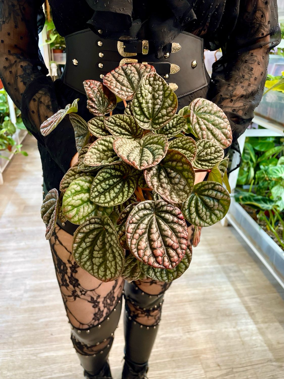 Peperomia Lucinda fi12
