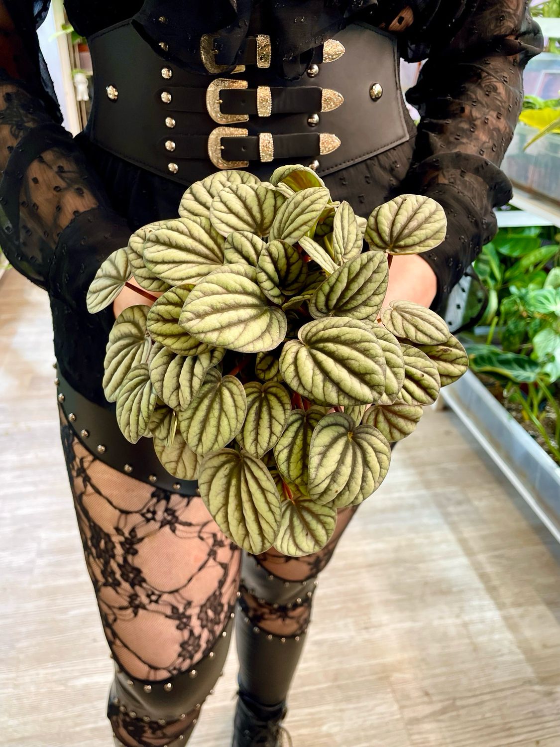 Peperomia Mistique fi12