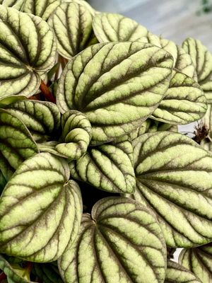 Peperomia Mistique fi12