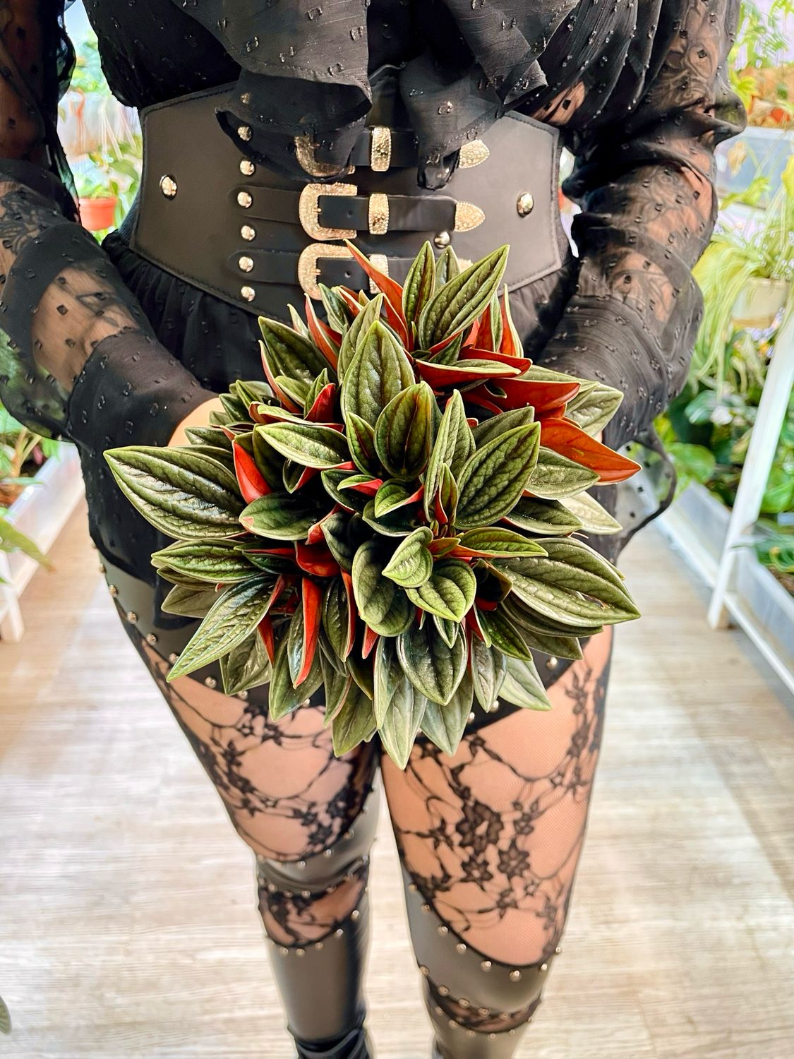 Peperomia Rosso fi12