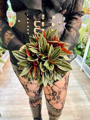 Peperomia Rosso fi12