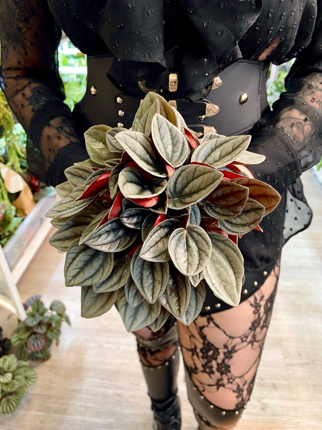 Peperomia Santorini fi12