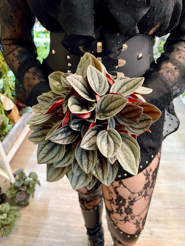 Peperomia Santorini fi12