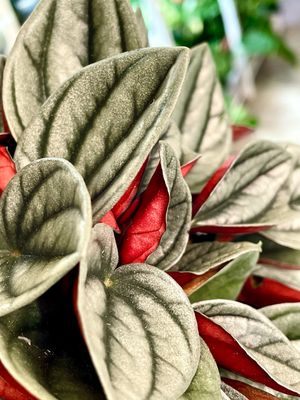 Peperomia Santorini fi12