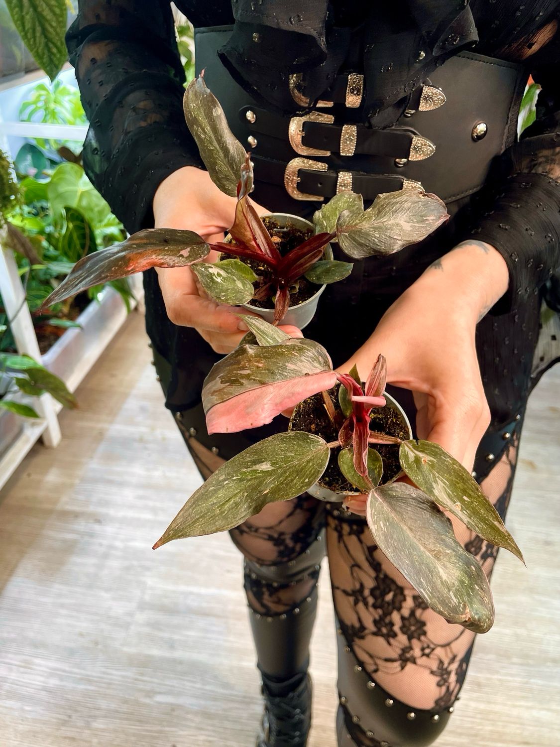 Philodendron Pink Princess Marble bebe fi6