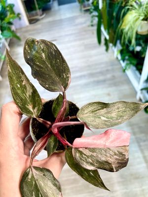 Philodendron Pink Princess Marble bebe fi6