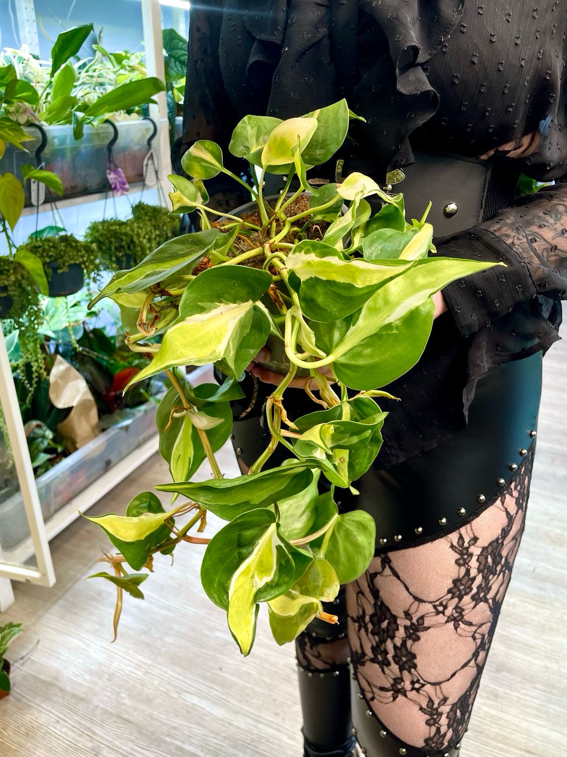 Philodendron Cream splash fi12