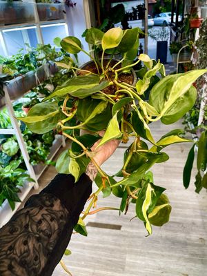 Philodendron Cream splash fi12