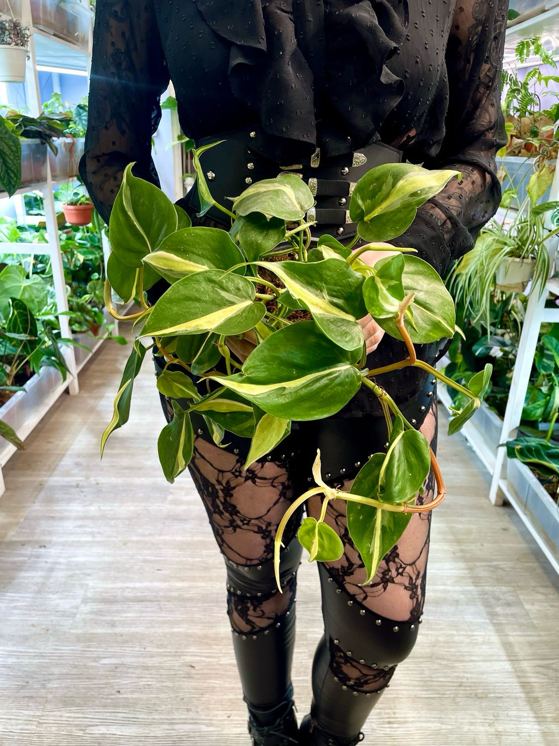Philodendron Silver stripe fi12