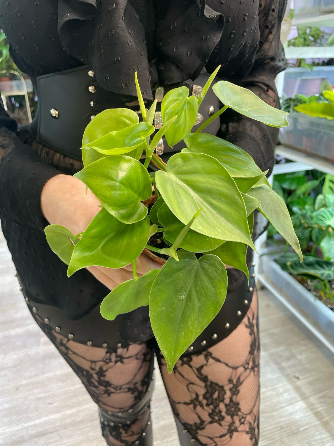 Philodendron Scandens 