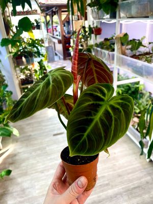 Philodendroj El Choco red