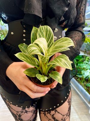 Philodendron Birkin Galaxy fi10,50