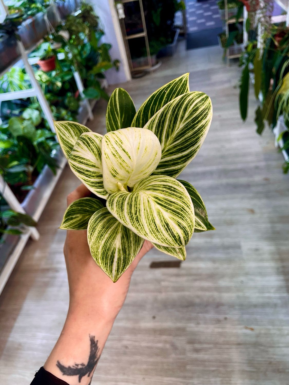 Philodendron Birkin Galaxy fi10,50