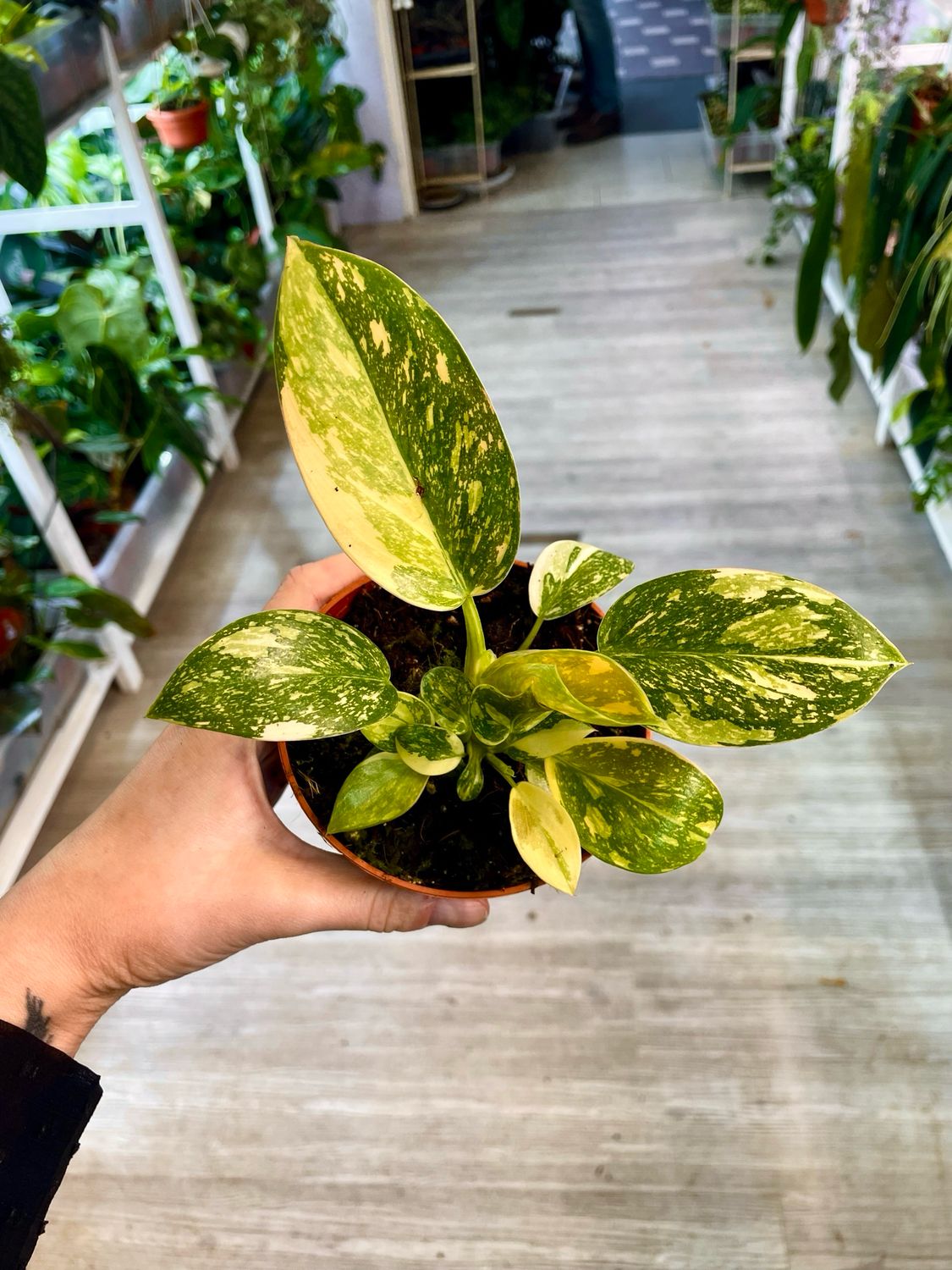 Philodendron Green Congo Hybrid Variegata Fi10,50